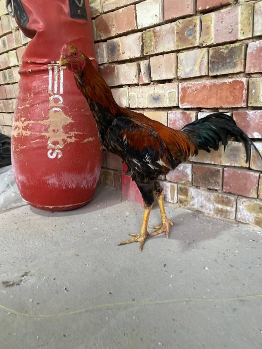 Dakan xoroz sotiladi