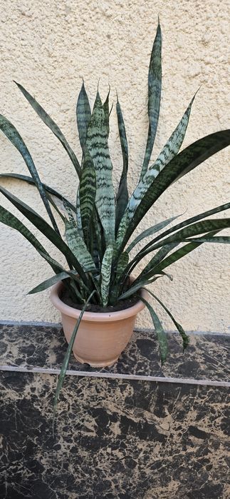 Комнатное растение