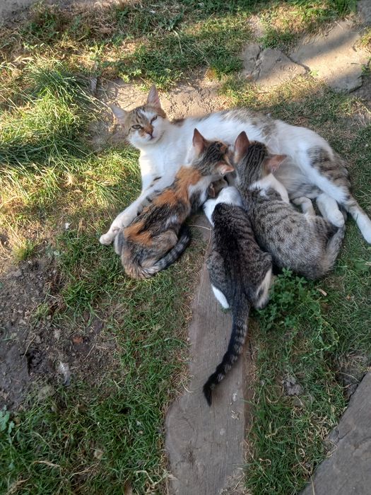 Donez pui de pisică!