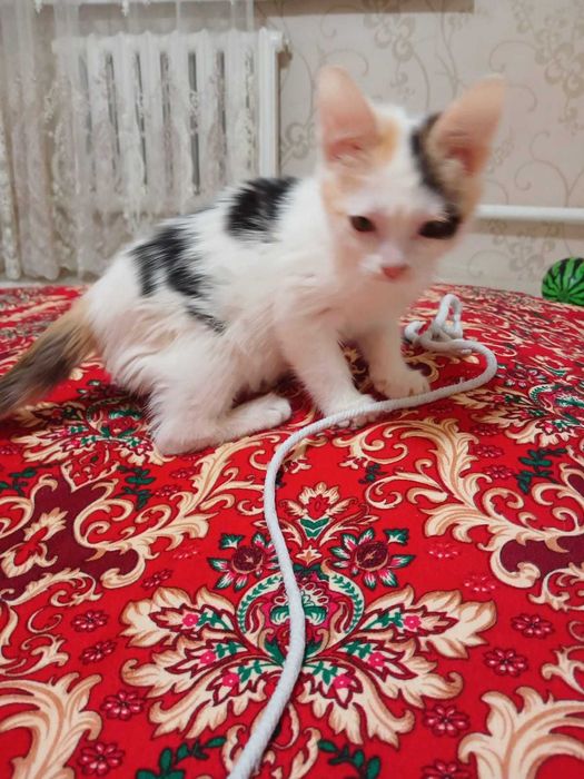 Котёнок девочка.