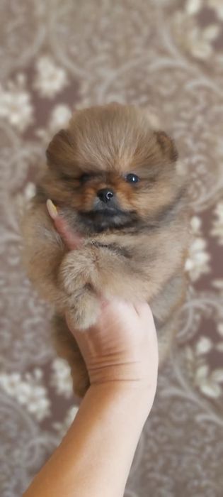 Шпицы щенки готовы к переезду