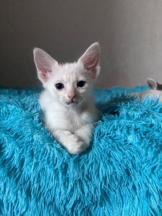 Отдам в добрые руки двух игривых кошечек