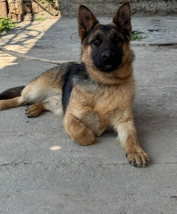 Продается чистокровная Немецкая овчарка (8 месяцев) - Барсик