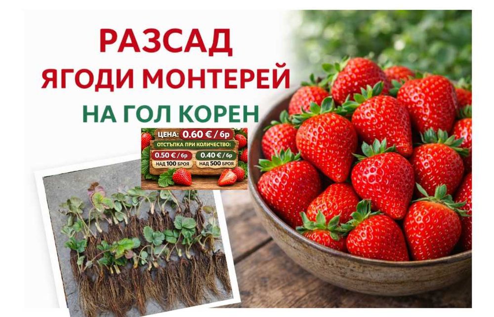 Целогодишни ягоди Монтерей – на гол корен