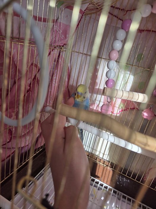 Папугай домашний