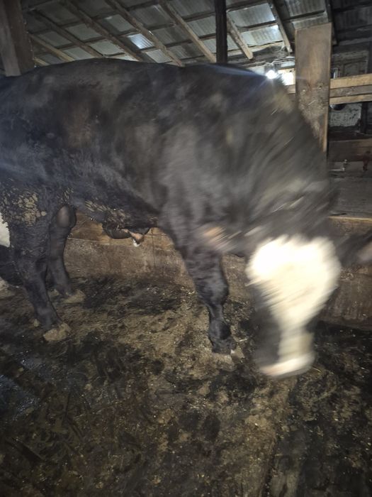 Vând taur angus negru