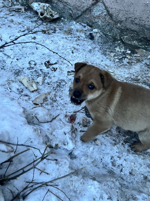 Отдам щенков в добрые руки