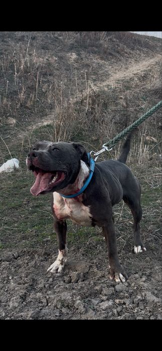 Продается сука питбуля