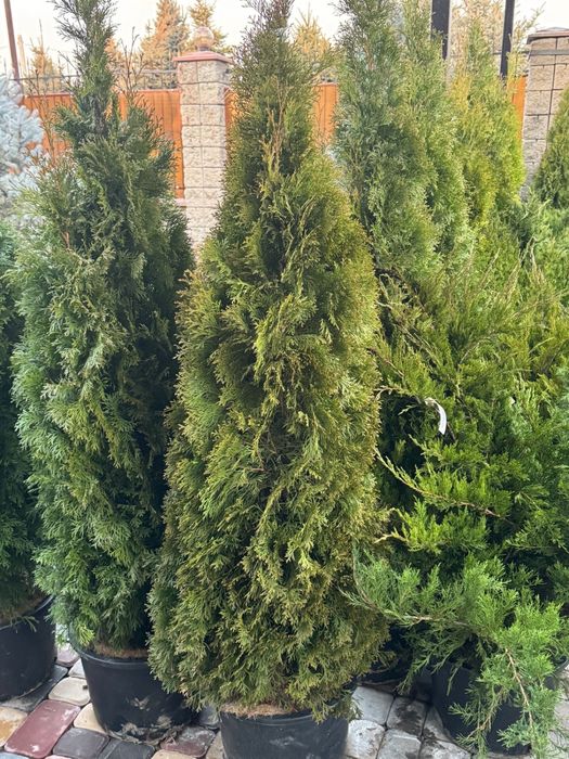 Туя Смарагд 1 метр