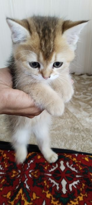 Мушук боласи сотилади