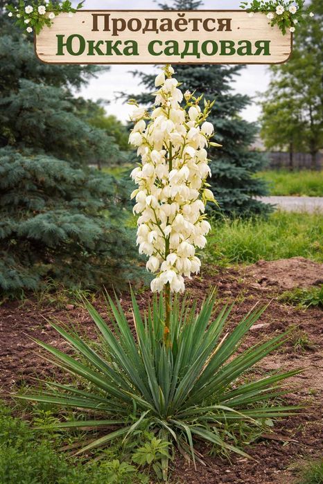 Юкка нитчатая садовая