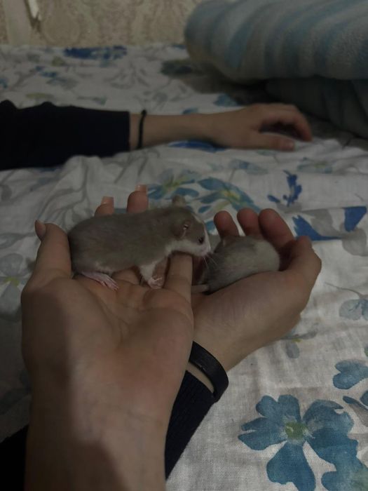 Домашние крыски декоратиные