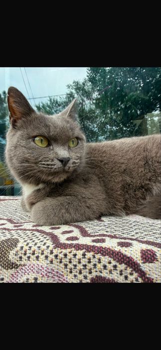 Нашлась серая кошка