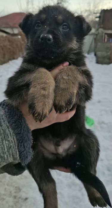 Продам щенков  очарки.