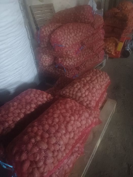 Cartofi consum, sămânță si pentru animale ( albi și rosii  )