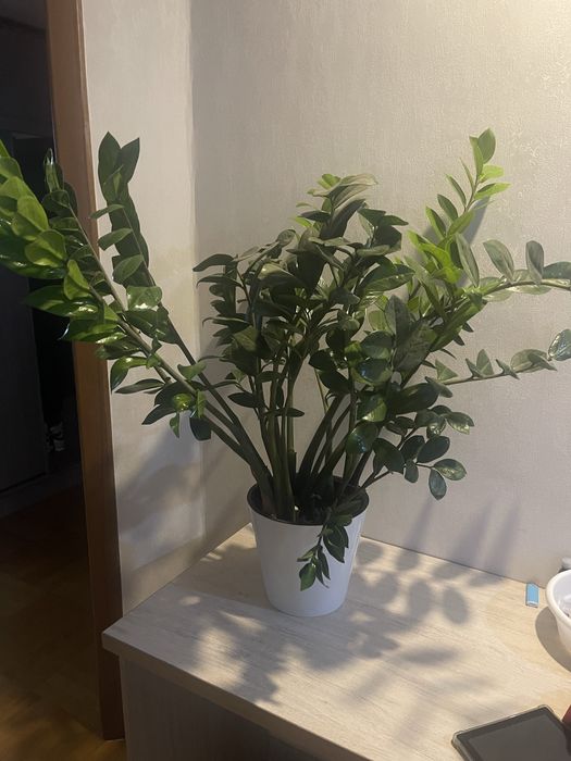 Продается Замиокулькас