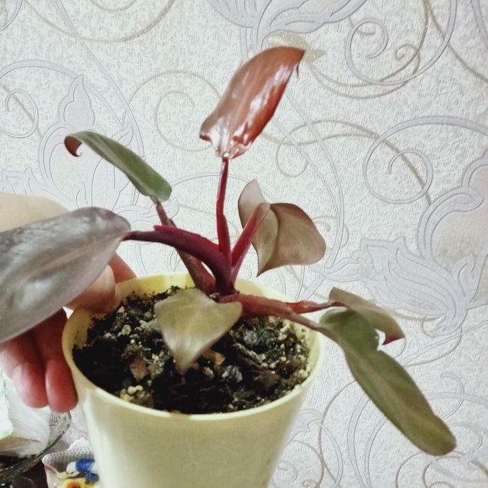 Продам комнатные цветы