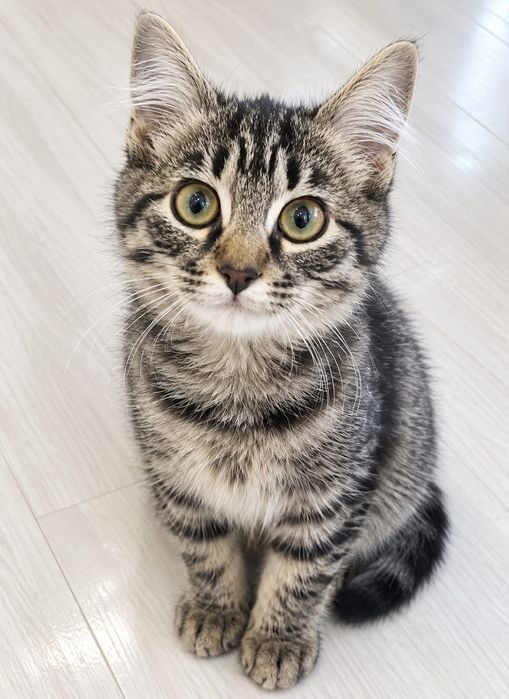 Котята бесплатно