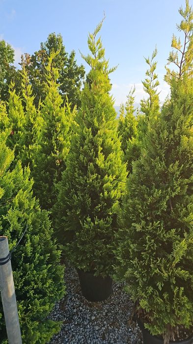 Leylandi chiparos ( gard viu)