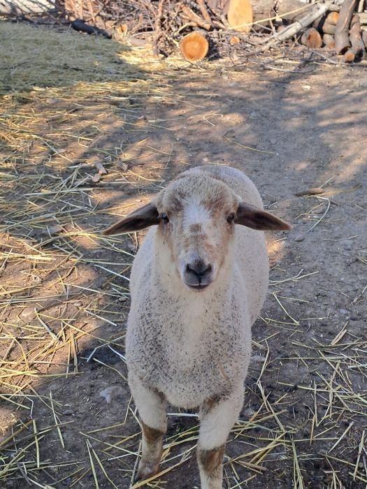 Oi cu miei de vanzare! Preturi incepand de la 1000 lei