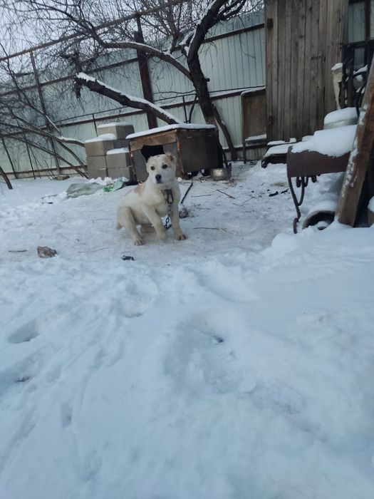 продам девочку 50000