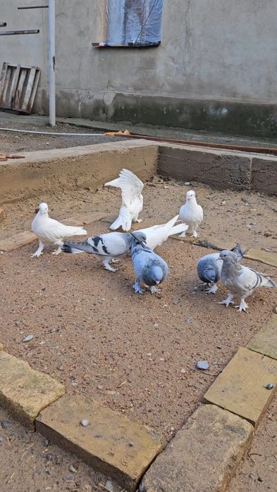 Голуби такла, молодняк