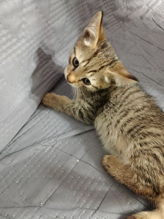 Дарю милых домашних котят