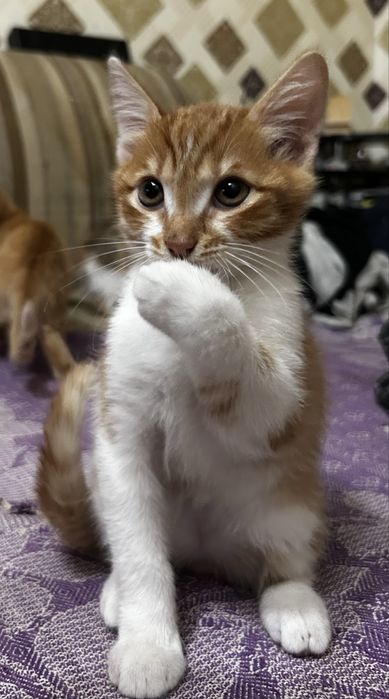 Отдам котят в добрые руки