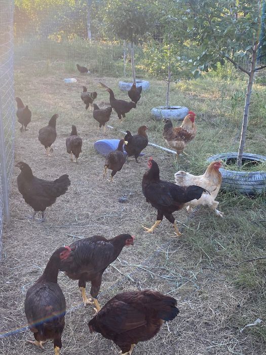 Cocoși / puicuțe de vânzare !
