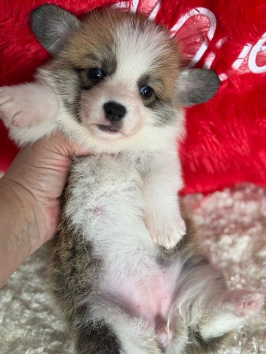 Шикарные щенки вельш корги