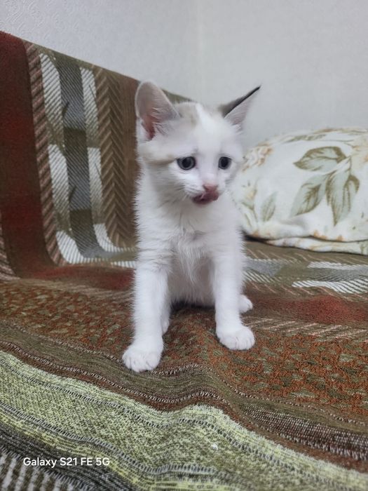 котята отдадим даром