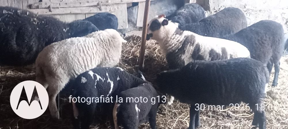 Vând mieide carne pentru sacrificat sau ținut