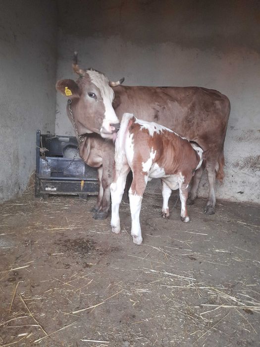 Vaca cu vitel de vanzare !