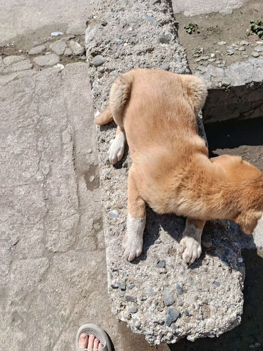 Отдадим девочку щенка