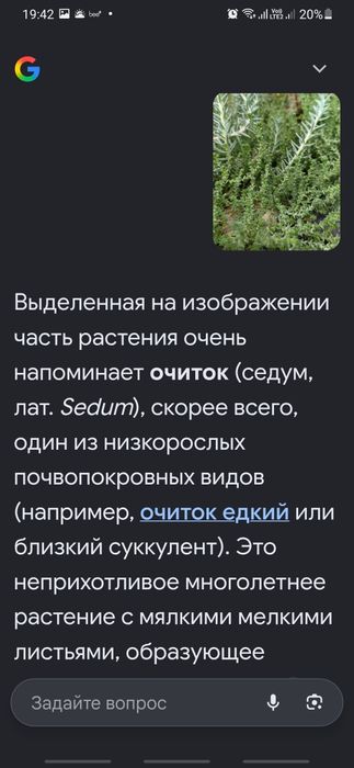 Почвопокровные сукуленты