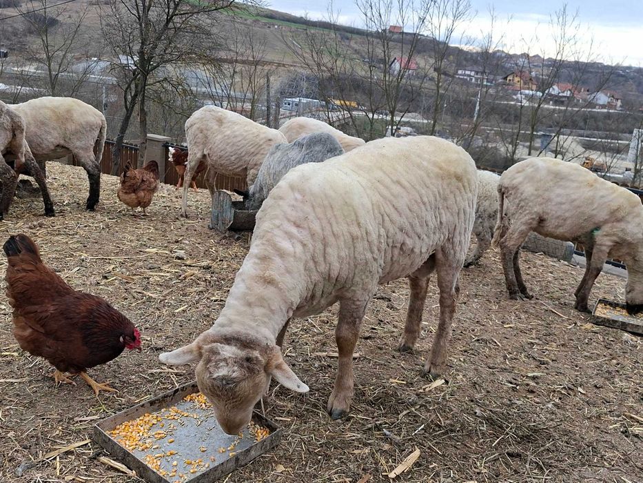 Vând berbec (noatin)