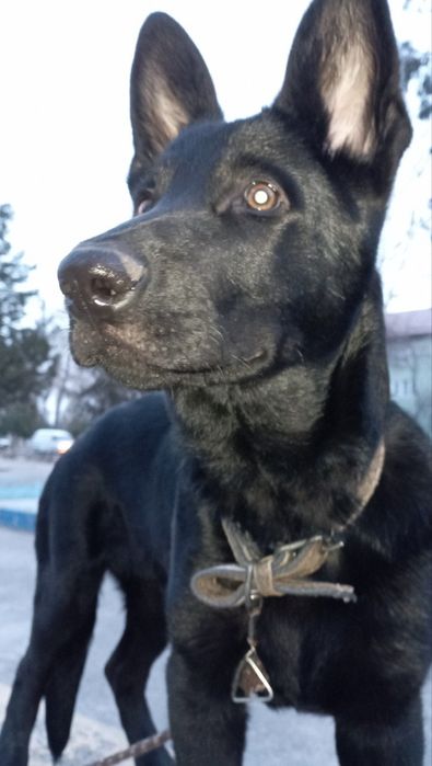 Вязка Восточно-европейская Овчарка КОБЕЛЬ