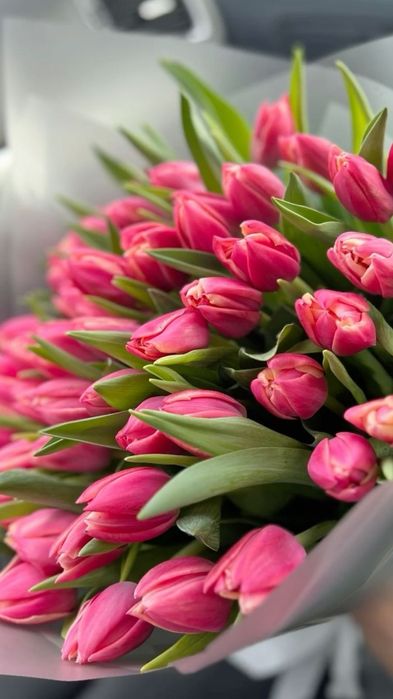 Шикарные тюльпаны по цене производителя