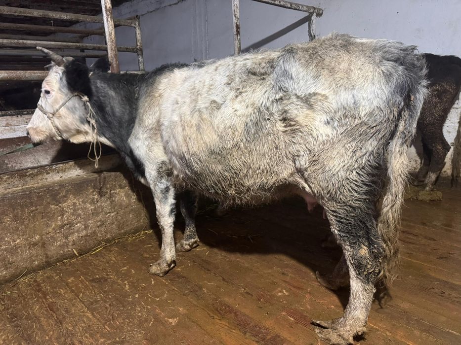 Көк сиыр сауынды ,бұзаулы