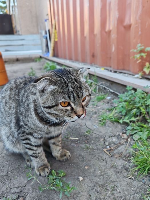 Котенок вислоухий  бесплатно