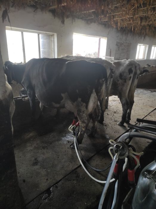 Vaca de lapte recent fatata