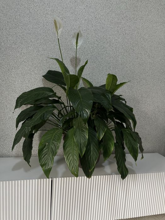 Разные комнатные растения