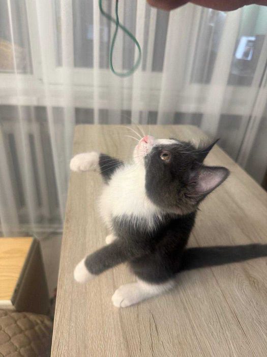 Котята даром в хорошие руки