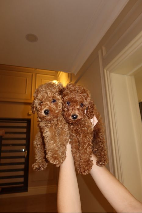 щенок Той-пуделя, девочка