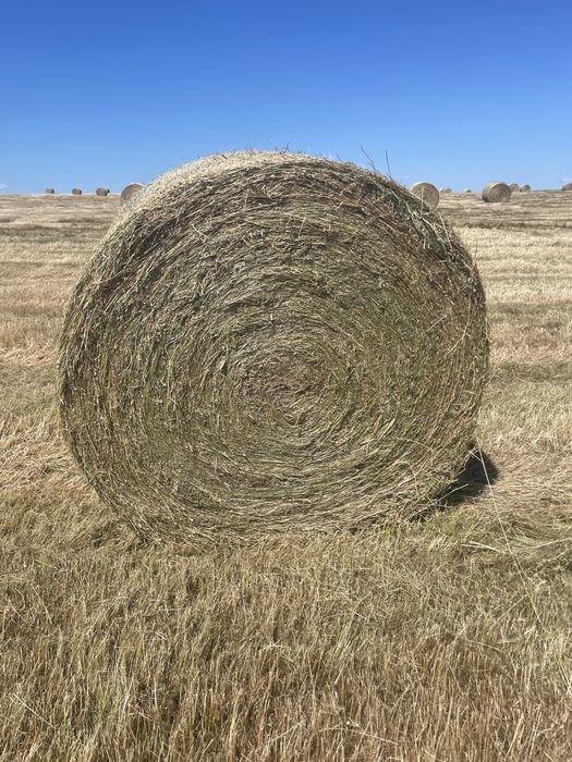 Бали сено 2026.