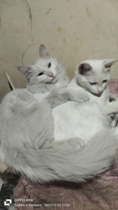 Продам белую кошечку