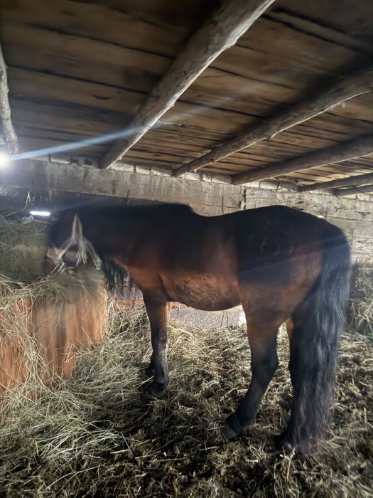 Продам жеребец …