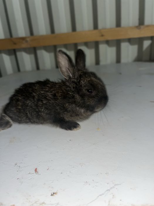 Продадим 4 кралчат