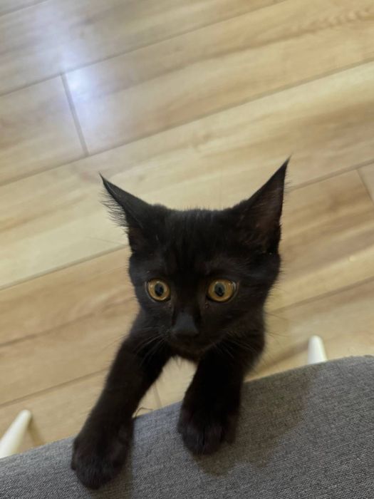 Котенок в добрые руки