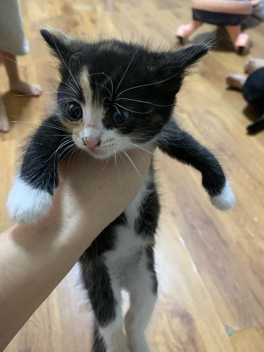 Котята домашние обычной породы